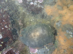 Dendrodoris fumata