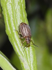 Ophraella conferta