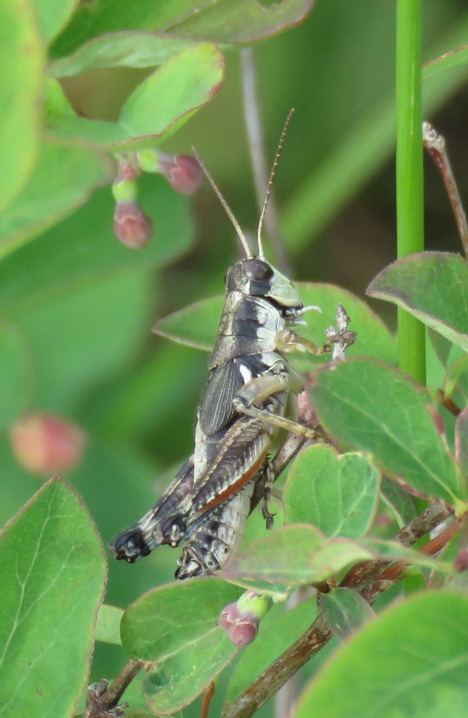 Payette's Short-wing Grasshopper