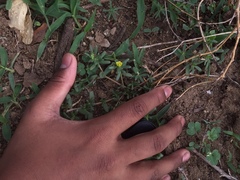 Angiospermae