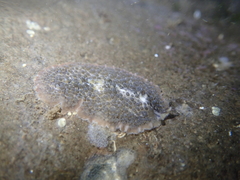 Thysanozoon brocchii