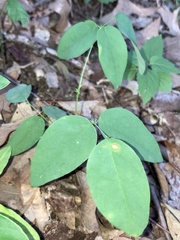 Clitoria mariana