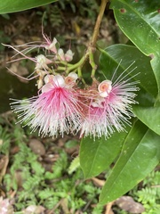 Syzygium pycnanthum