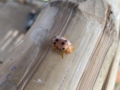 Podontia quatuordecimpunctata