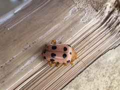 Podontia quatuordecimpunctata