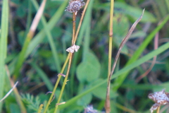 Chrysendeton medicinalis