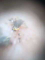 Plagiolepis