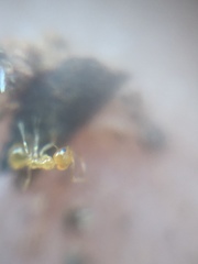 Plagiolepis