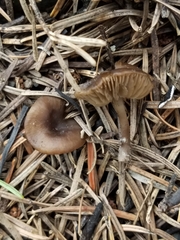 Lyophyllum anthracophilum