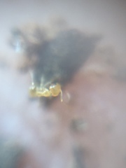 Plagiolepis
