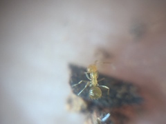 Plagiolepis