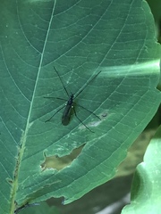 Gnophomyia tristissima