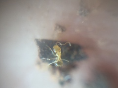 Plagiolepis