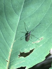 Gnophomyia tristissima