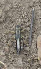 Melanoplus payettei