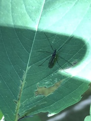 Gnophomyia tristissima