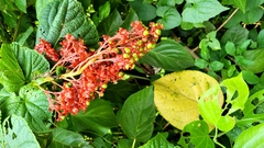 Clerodendrum paniculatum