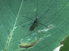 Gnophomyia tristissima
