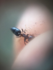 Crematogaster
