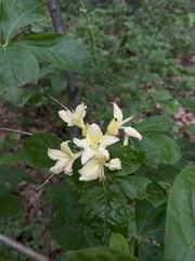 Rhododendron calendulaceum