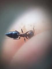Crematogaster