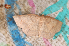 Metarranthis amyrisaria