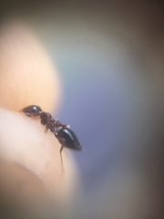 Crematogaster