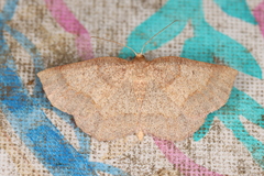 Metarranthis amyrisaria