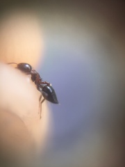 Crematogaster