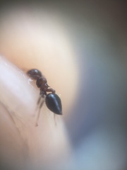 Crematogaster