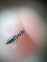 Crematogaster