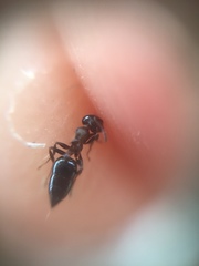 Crematogaster