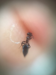 Crematogaster