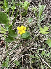 Viola praemorsa