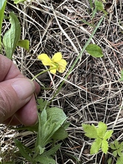 Viola praemorsa