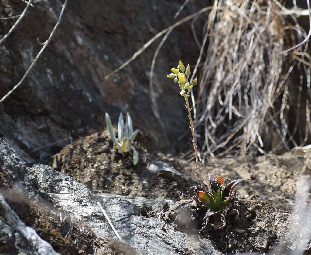 Dudleya lanceolata, Angeles MRCA Open Space, Los Angeles, California, United States