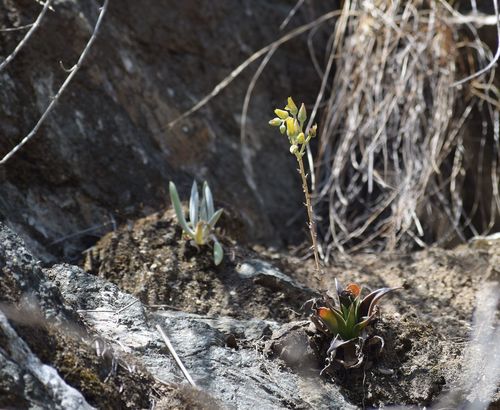 Dudleya lanceolata