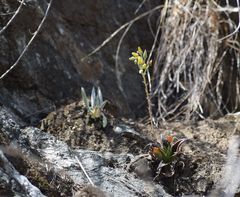 Dudleya lanceolata