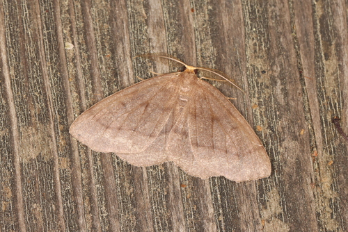 Yellow-headed Looper Moth photo 5