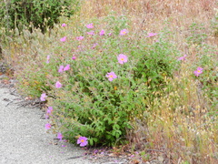 Cistus creticus