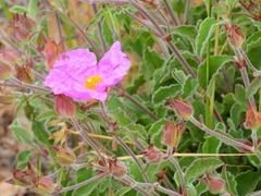 Cistus creticus