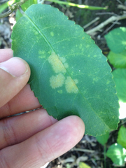 Cephaleuros lagerheimii