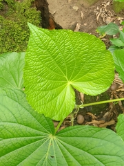 Piper umbellatum