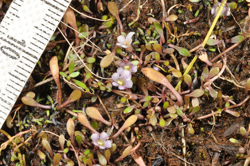 Glossostigma elatinoides iNat (2)
