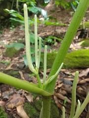 Piper umbellatum