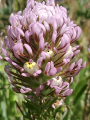 Castilleja densiflora densiflora
