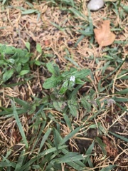 Bothriospermum secundum