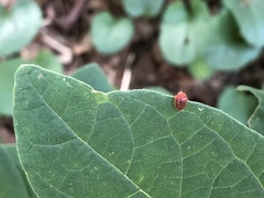 Stenotarsus blatchleyi