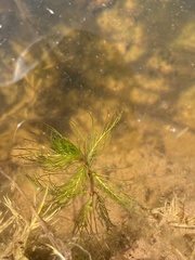 Myriophyllum quitense