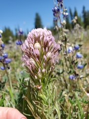 Castilleja densiflora densiflora